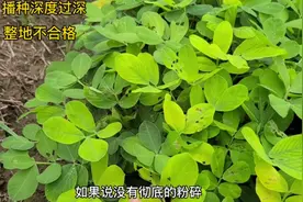 花生生长期大面积发黄原因分析，给您解决方案，彻底解决发黄现象视频封面