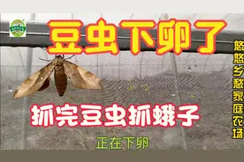 农村小伙养豆虫，虫卵一斤一万多，大蛾子下的卵就是金蛋蛋啊