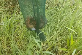 四川:农家小伙实拍地笼抓龙虾的全过程，学会后不愁龙虾吃