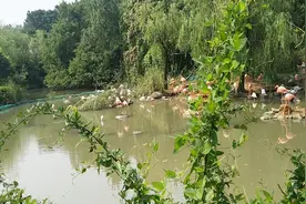 动物园里两只鸟，停留不动，不知真假，哥们为证实观点，下大招。视频封面