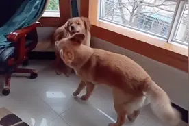 下雨天两只金毛在家活力四射，两姐妹在一起就更幸福，可累了主人视频封面