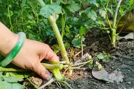 香菜抽苔后，剪一刀，长出新香菜，种一次割3年视频封面