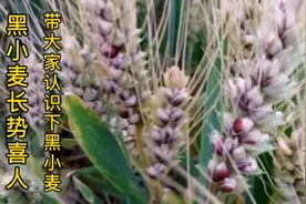 黑小麦营养丰富，几块钱一斤，河南大哥种了6亩黑小麦，长势喜人视频封面