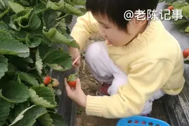 来到恩平泉林旁边的草莓场摘草莓，小朋友好开心