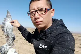 1只老鹰和1只鸽子，都来看看，这么大的鸽子是咋回事