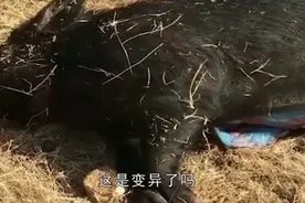 男子抓到900斤野猪，剖开肚子以后，吓得撒腿就跑