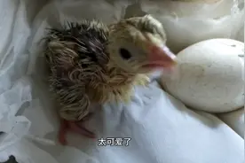 100元10个火鸡蛋，出壳后傻眼了，这还是火鸡吗？这么大？