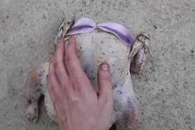 鸡蛋狂魔：我的鸡，你怎么了