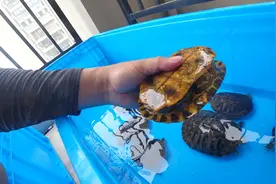 河里抓上来九只巴西龟，木易从老渔民那要过来，满满一大袋带回家视频封面