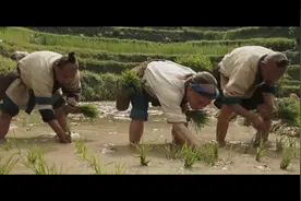 佝偻着腰,中间的男人,插田栽秧最快