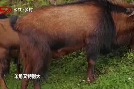 吃的又好，住的又舒服的南江黄羊，是否也存在品质差异？视频封面