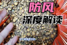 银柴胡 防风家种野生区别 深度解读