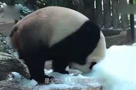国宝大熊猫在美国有多受欢迎？动物园宁愿被吃垮也不愿送走视频封面