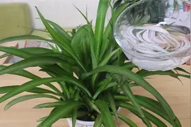 把洋葱水倒进花盆里，蹭蹭疯长不生虫，一年省下很多钱，别忽视