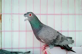 有人见过这种全红眼的鸽子看看吧