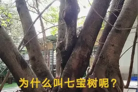 农村罕见“七宝树”，一棵大树竟然长出七根树干，见者朋友好运来