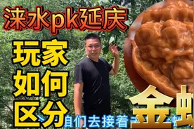 核农老黄教大家如何区分涞水与延庆的金蟾蛤蟆头，走出选择误区！