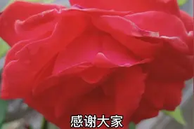 月季枯萎了怎么救活，教你几个小技巧，让你的月季起死回生