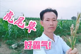 虎尾草，名字真霸气，快来了解一下吧