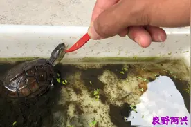 这只乌龟是小青还是南石？还是大青？当初卖家说是小青我才买的