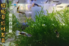 新手水草蜈蚣草烂叶发黄原因找到啦！都是粗心换水惹的祸！