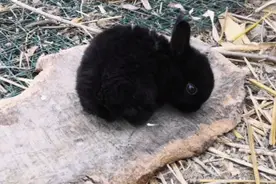 全身黑色的小兔子，眼睛毛发都是黑色，大多数人应该都喜欢白色的