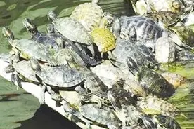大哥草丛拍到“乌龟开会”，回家仔细一看，吓得手机都丢掉了