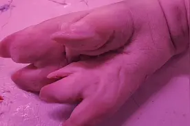 世界奇脚，大家快来看看这个猪脚长了几个脚指头视频封面