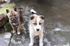 吃酸菜萝卜豆腐渣的狗狗怎样了，已经恢复自由了，长大了不少视频封面