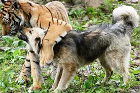 原来老虎的天敌竟然是它！能力不逊色于老虎，说出来你可能不信视频封面