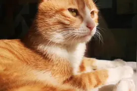 #居家铲屎官#贪睡小猫咪，表演一个一秒睡着绝技