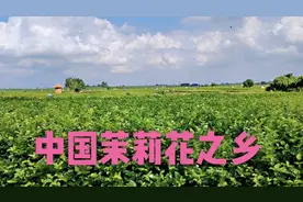 中国茉莉花之乡你知道在哪吗？它就是广西南宁市的横县