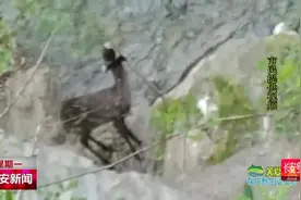 秦岭保护区又现野生动物 黑河国家森林公园员工偶遇野生动物斑羚视频封面
