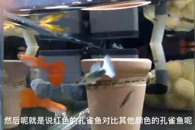 决定孔雀鱼发色的两大原因，喂一些特殊饲料也可以促进发色