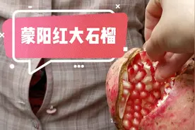 农家小院的蒙阳红大石榴，今年大丰收，树上石榴为啥都裂开了口视频封面