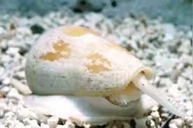 它是最毒的动物之一，体型最小，一滴毒液却能致死25只大型动物视频封面