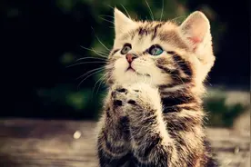 众所周知猫的反应是蛇的七倍视频封面