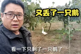 农村小张和父亲在鸭圈围网，发现丢了一只鹅，没想到鹅被吃了