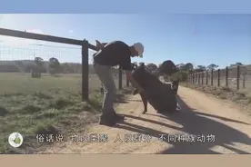 一头猪和5只狗养在一起，结果被成功带跑偏，行为举止都和狗一样视频封面