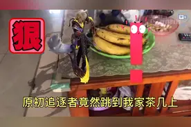 王者新赛季：四个王者印记兑换的皮肤你领了么？一步教你快速领取视频封面