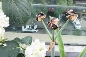 朱顶红人工授粉后结种子了，催芽后播种就可能会产生新品种