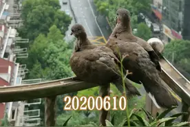 【斑鸠十】出生第十六天，斑鸠小妹妹还是不敢展翅飞翔。视频封面