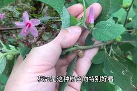 地桃花可用于肠炎痢疾、毒蛇咬伤，也是养蜂人必备草药之一