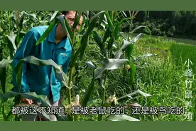 庄稼地的玉米被老鼠和鸟吃了，小伙套个袋子，这样有用吗？