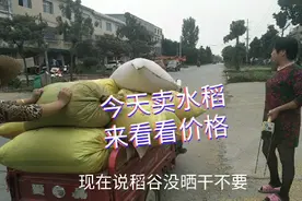 湖北水稻丰收。今天去卖稻谷。最新价格是多少？来看看视频封面