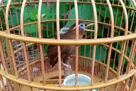 喜欢叫叫出的声音很难听怎么办