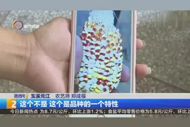 高温让玉米晒成爆米花 ？视频封面