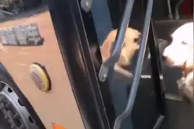 导盲犬上公交车被拒后委屈的哭了，有回应了，一起来看看吧。视频封面