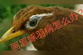画眉鸟啄尾巴怎么办？什么原因？听贵州大山老农分享，学习了