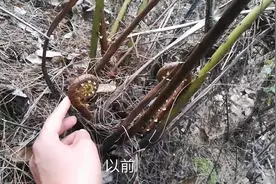 毛蕨有认识的吗，是一种营养很好很美味的野菜，可惜知道的人太少